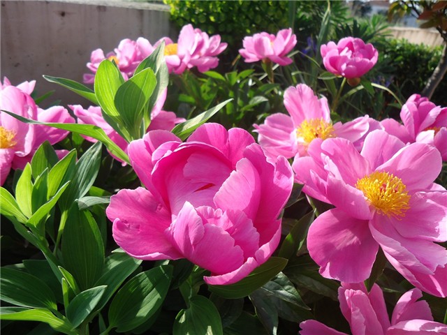 Paeonia officinalis