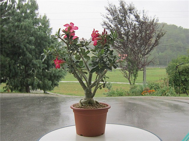 Adenium obesum