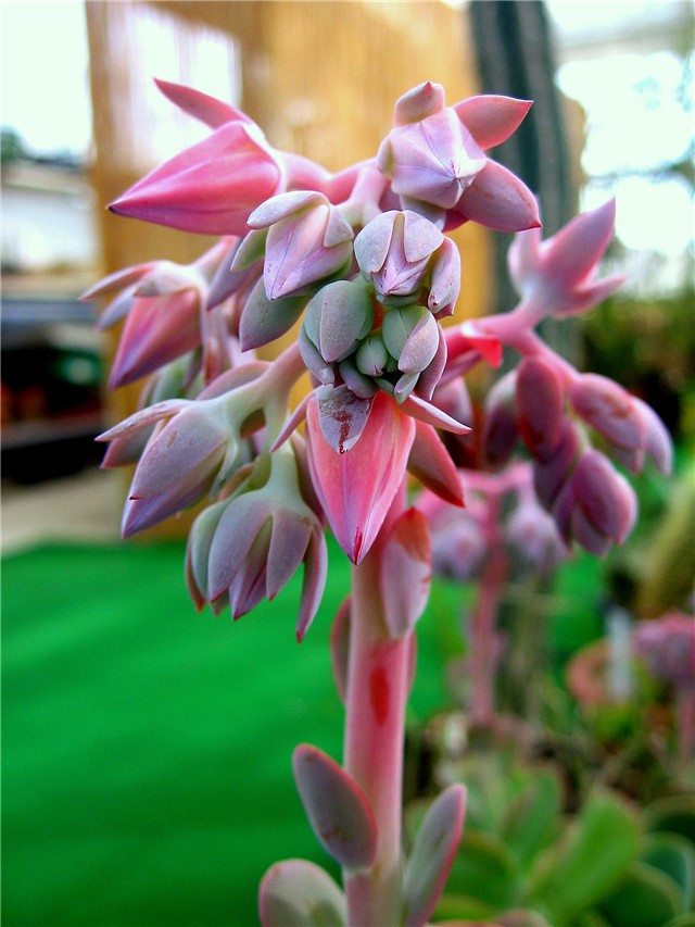 Echeveria