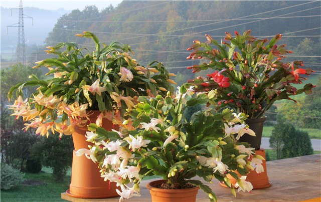 Schlumbergera