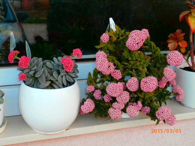 crassula
