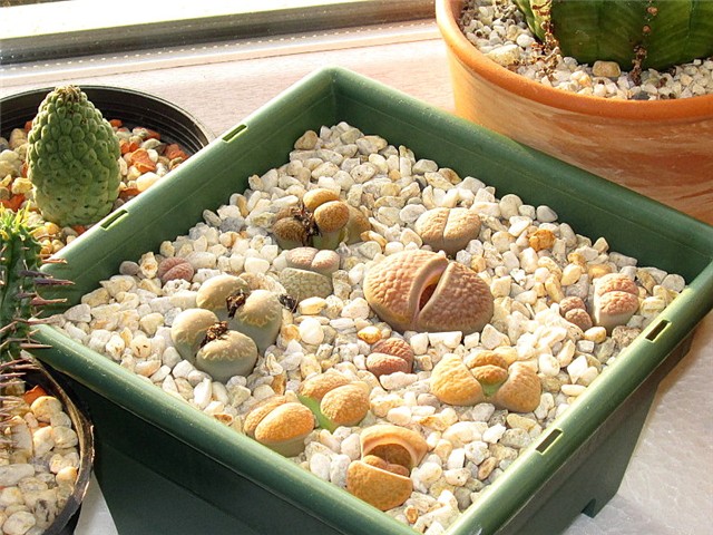 lithops