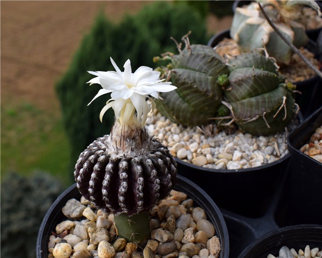 Discocactus horstii