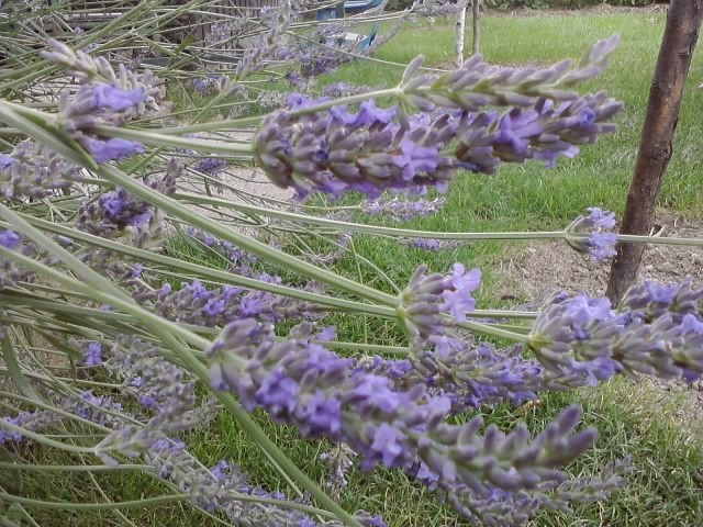 lavanda ljubičasta