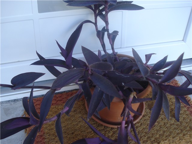 tradescantia