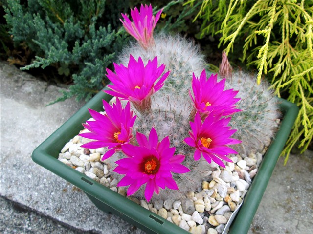 mammillaria guelzowiana