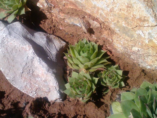 Čuvarkuća ( Sempervivum )