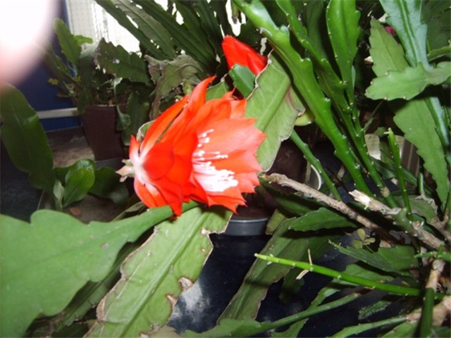 kaktus
