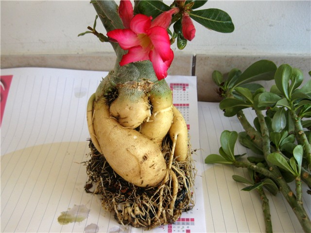 Adenium obesum - korijen
