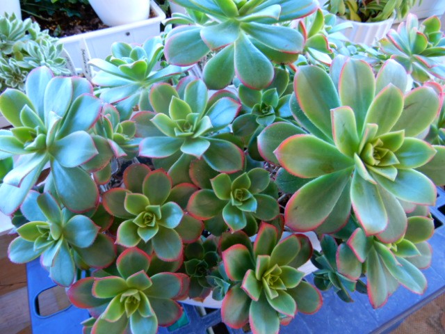 aeonium+++++++