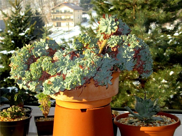 Echeveria pumila f. cristata