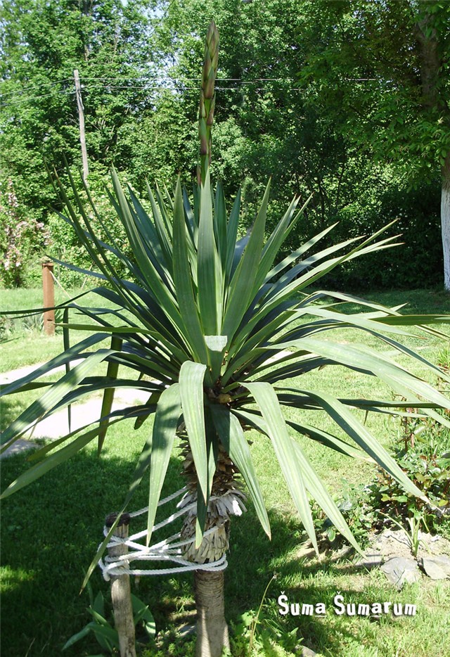 Yucca