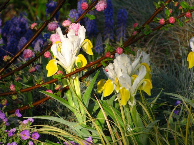 Iris bucharica