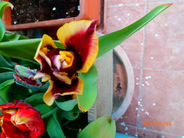 tulipani