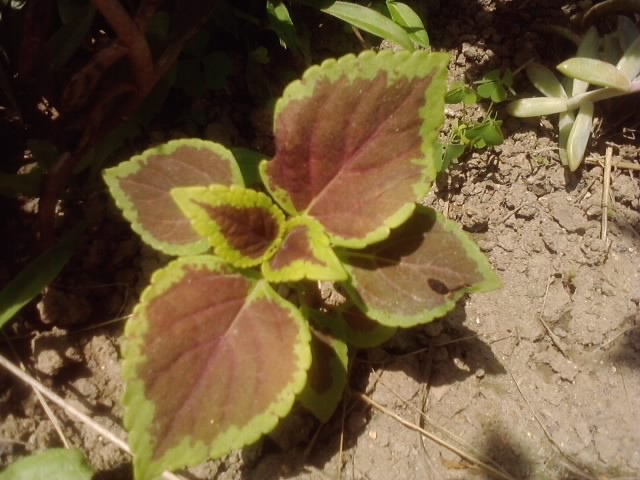 coleus