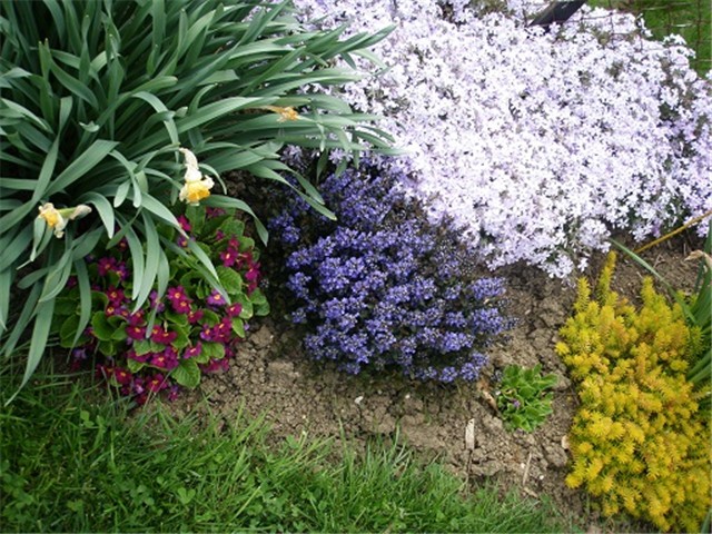 phlox