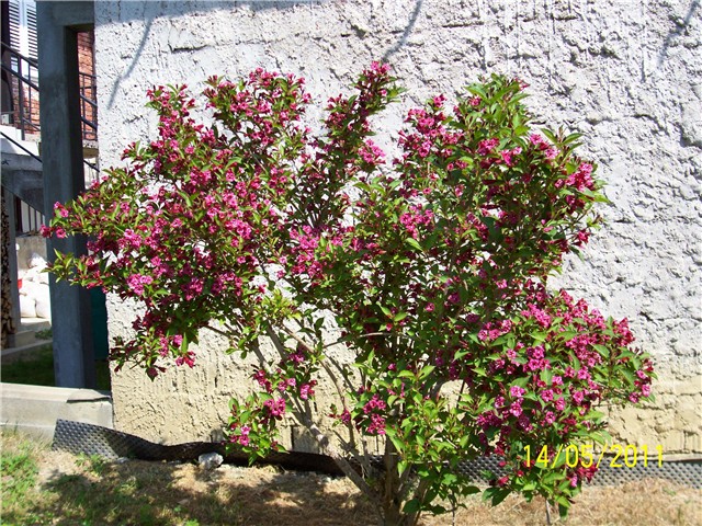 Weigela