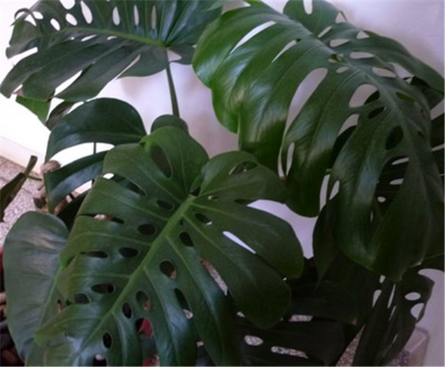 filodendron