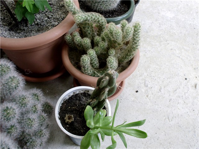 kaktusi mix3