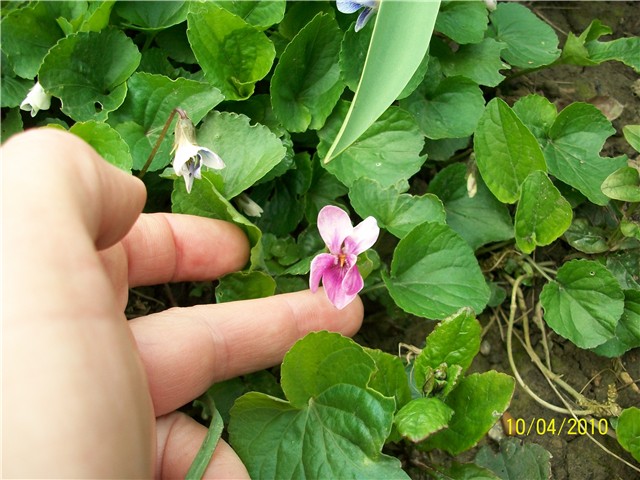 Ljubičica%20-%20lat.%20Viola%20odorata%20