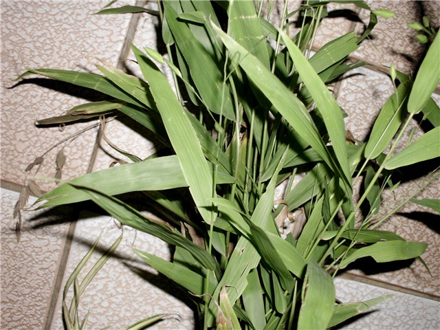 chasmantium latifolium