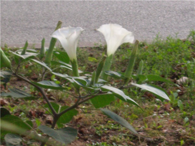 datura