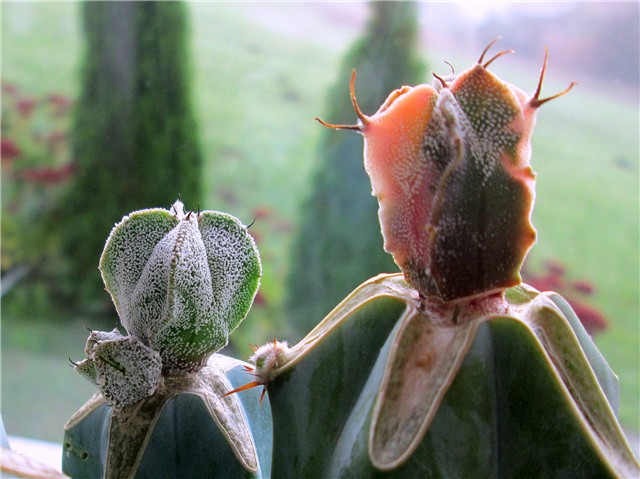 astrophytum hybrid