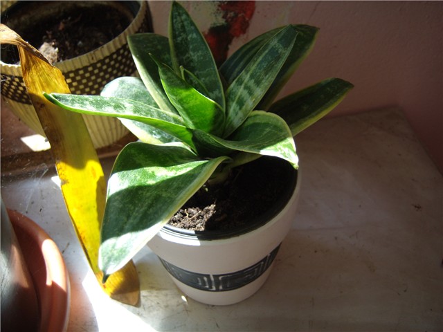 sansenveria