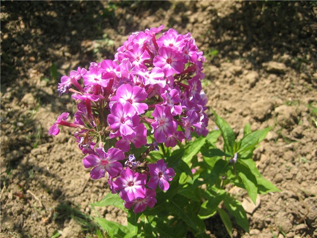 Phlox