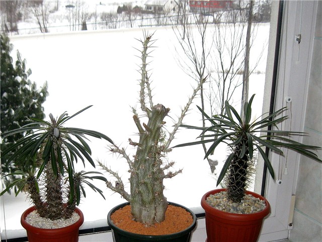 Pachypodium saundersii, lamerei