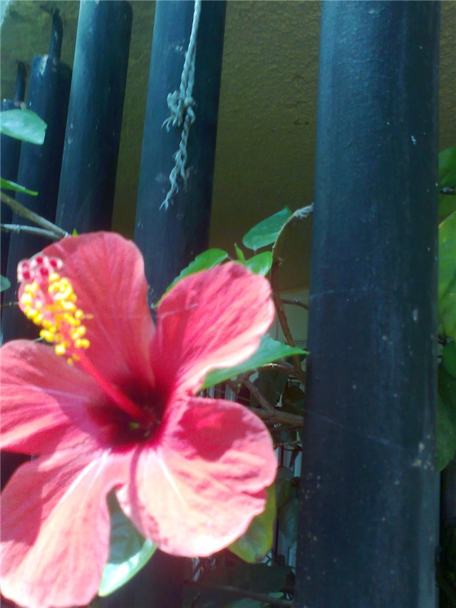 hibiskusb