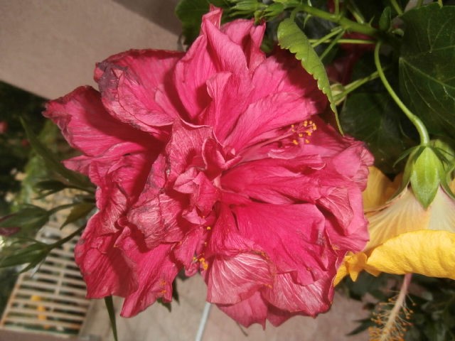 hibiskus