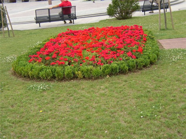 Vukovar cvijece