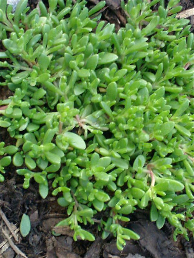 Sedum, žednjak