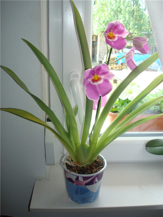 Miltonia