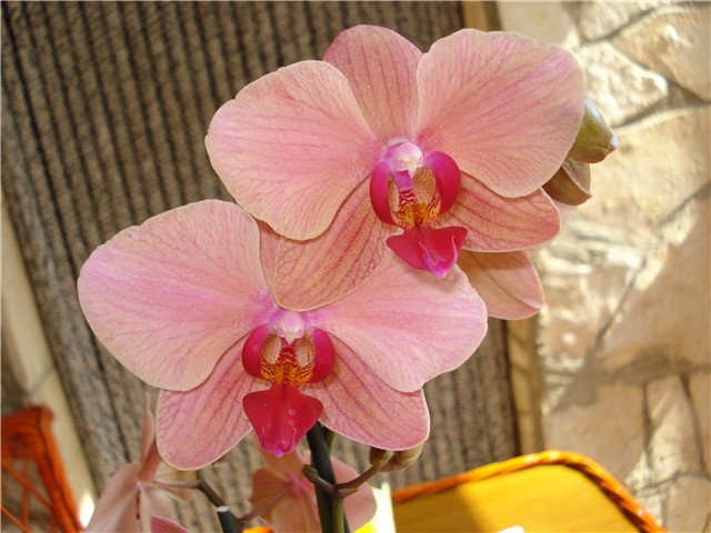 zmazano ciglasta