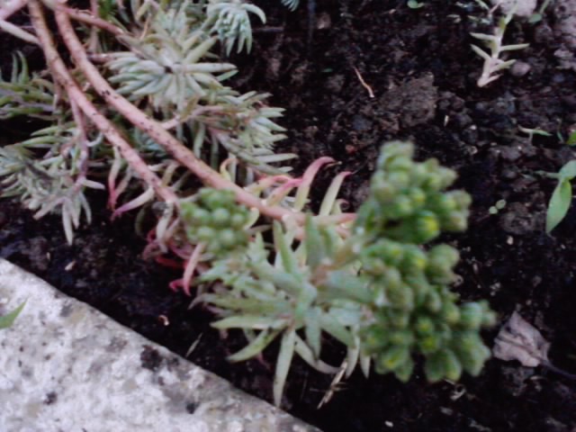 sedum reflexum pupići