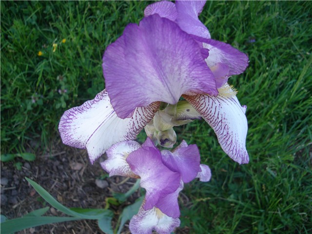 perunika