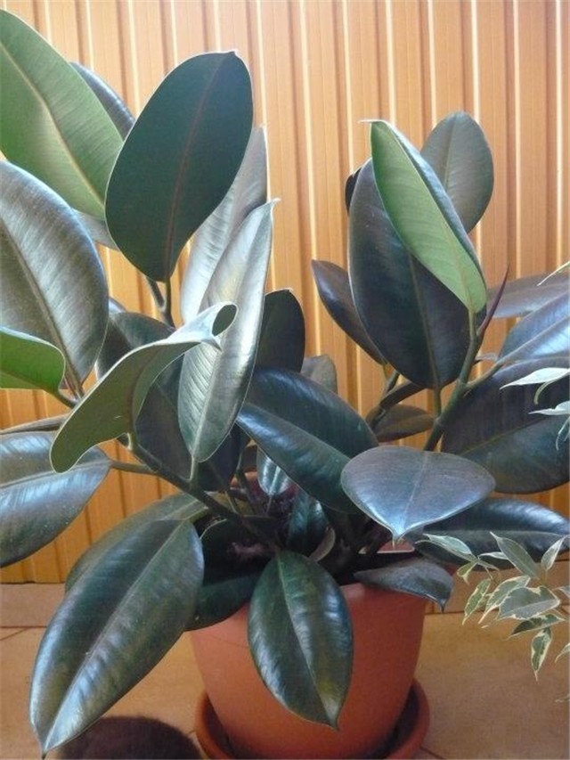 FICUS