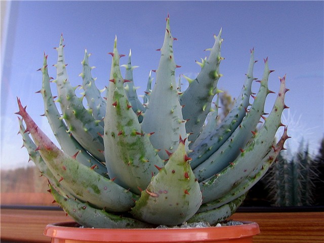 Aloa Ferox