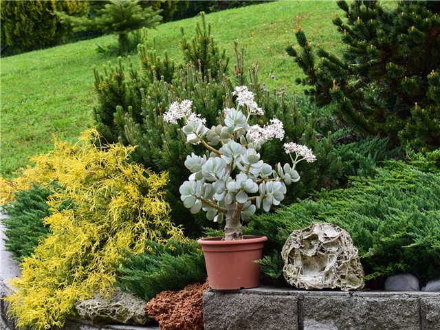 crassula arborescens silver dollar