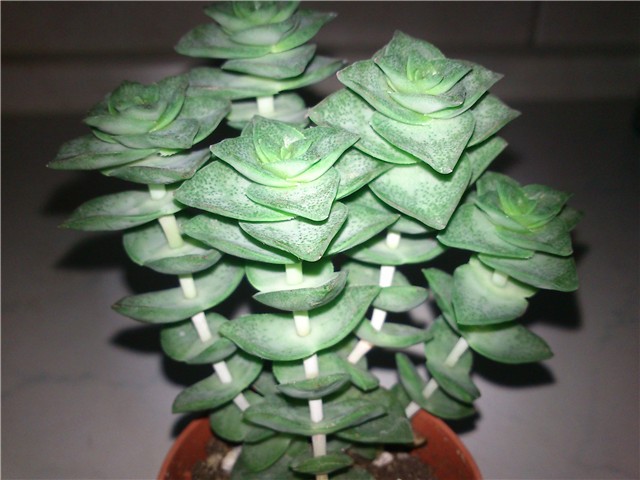 crassula