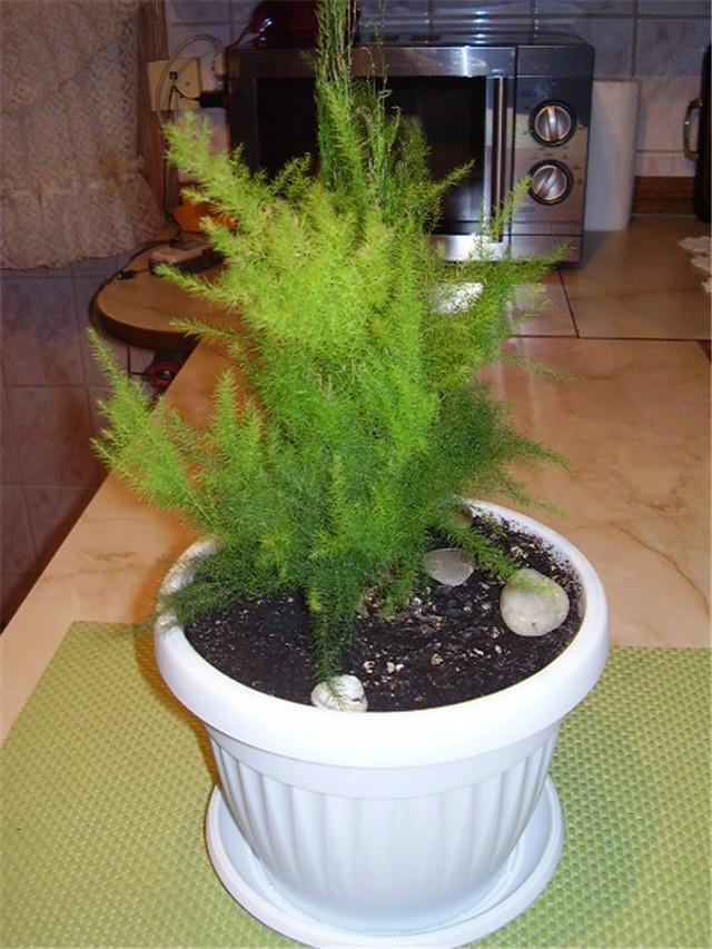 Asparagus plumosus