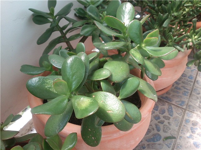 Crassula