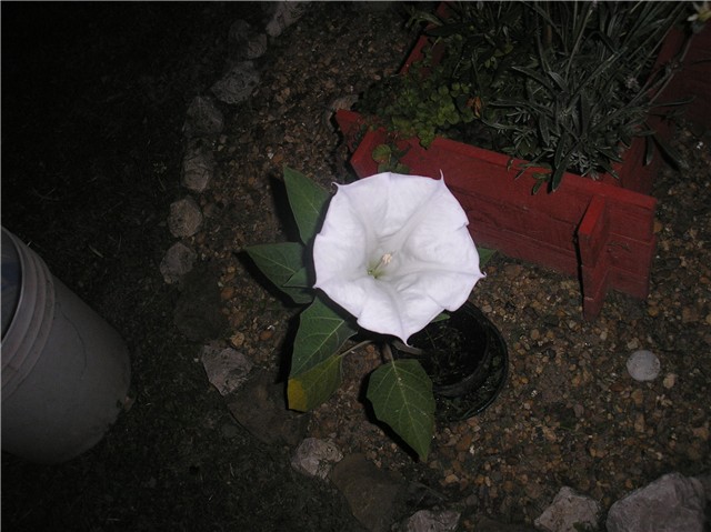 Datura