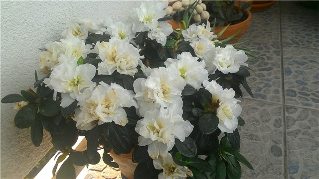 moj balkon