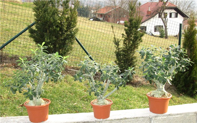 Adenium obesum