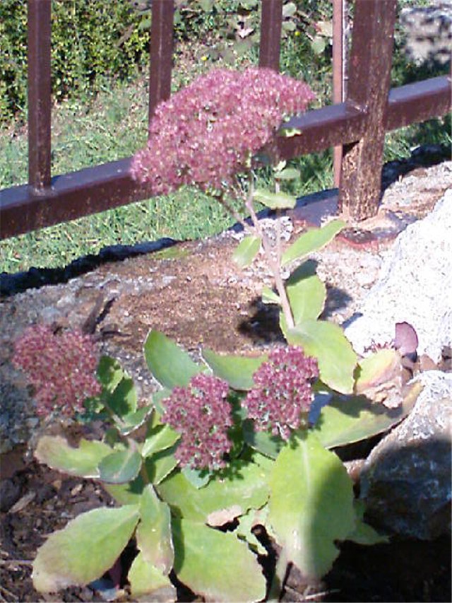 Sedum Herbstfreude