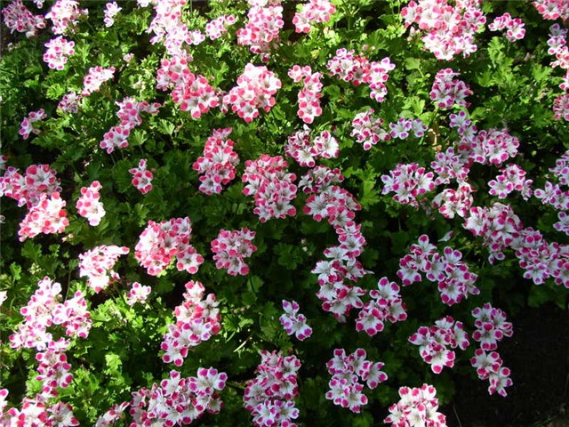 Flora Art Zagreb