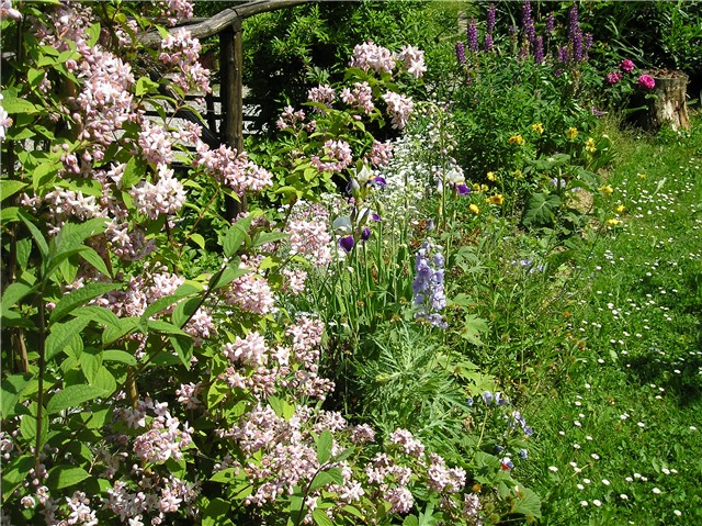 Deutzia hybrida 